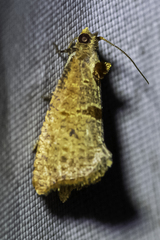 Glyphidoptera insignana
