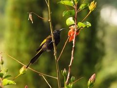 Drepanorhynchus reichenowi