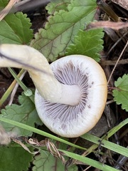 Agrocybe pediades