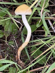 Agrocybe pediades
