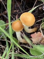 Agrocybe pediades