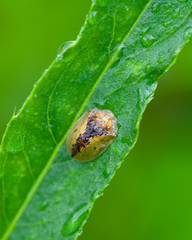 Cassida vibex