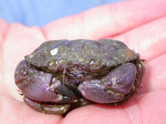 Glebocarcinus oregonensis