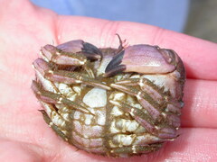 Glebocarcinus oregonensis