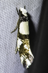 Monopis icterogastra