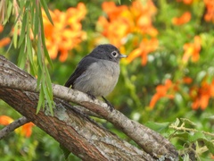 Melaenornis fischeri