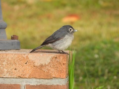 Melaenornis fischeri