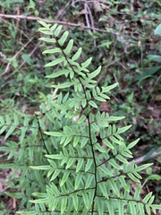 Cheilanthes viridis