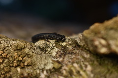 Batrachoseps gabrieli