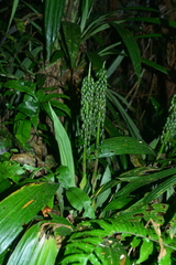 Calanthe formosana