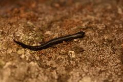 Batrachoseps gabrieli