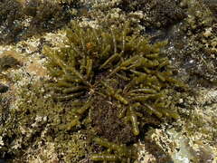 Splachnidium rugosum