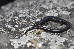 Batrachoseps gabrieli