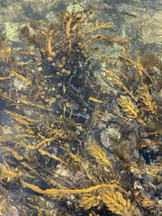 Carpophyllum maschalocarpum