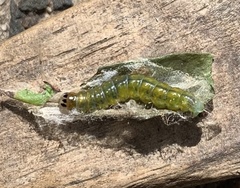 Cryptoptila immersana