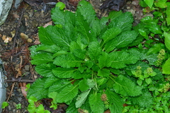 Salvia plebeia