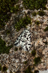 Archephanes zalosema
