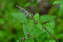 Salvia plebeia