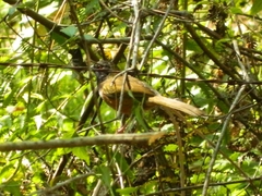 Pipilo maculatus macronyx