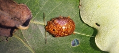 Paropsis variolosa
