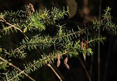 Acacia ulicifolia