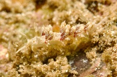 Cratena lineata