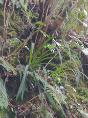 Calanthe davidii
