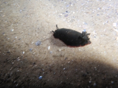 Dendrodoris arborescens