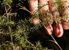 Acacia ulicifolia