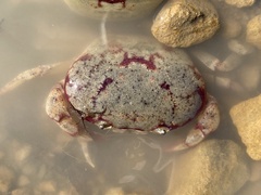 Austrothelphusa transversa