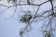 Manorina melanophrys