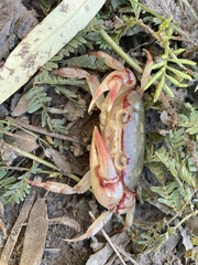 Austrothelphusa transversa