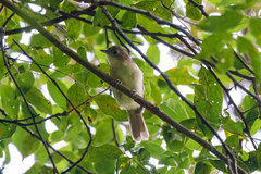 Phyllastrephus cabanisi