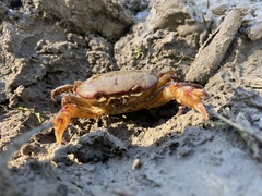 Austrothelphusa transversa