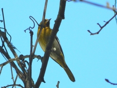 Icterus bullockii