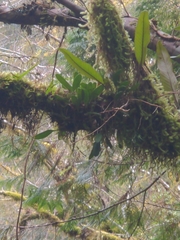 Bulbophyllum pectinatum