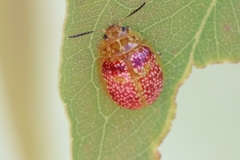Paropsisterna fastidiosa