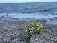 Coulterella capitata