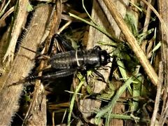 Teleogryllus commodus
