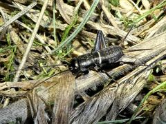 Teleogryllus commodus