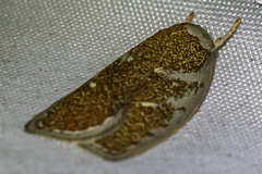 Euchaetis rhizobola
