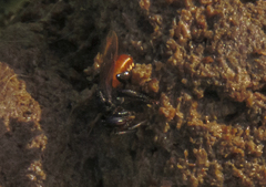 Trigona fulviventris