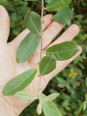Salix × reichardtii