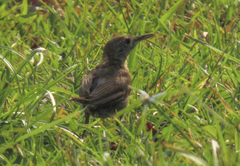 Cantorchilus leucotis