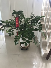 Zamioculcas