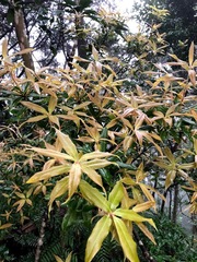 Quercus sessilifolia