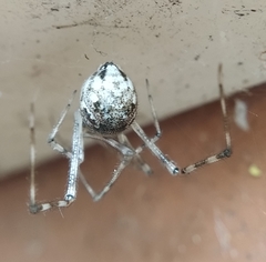 Cryptachaea gigantipes