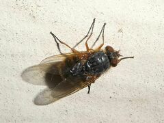 Calliphora stygia