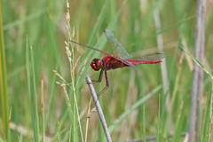 Urothemis aliena