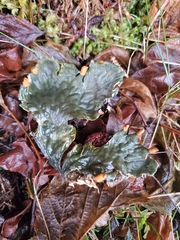 Peltigera membranacea